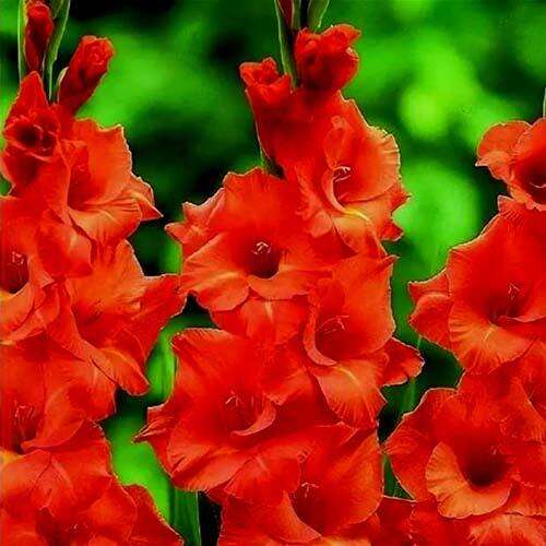 Высота и структура растения Гладиолус Вигс Сенсейшн